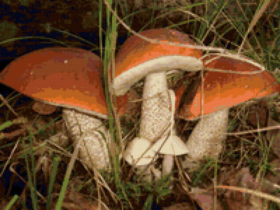 Три богатыря))) - осень, грибы, грибная пора - предпросмотр