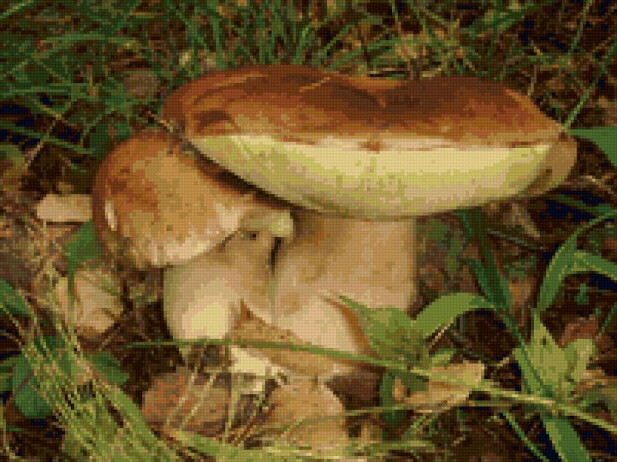 парочка - грибы, осень, грибная пора - предпросмотр