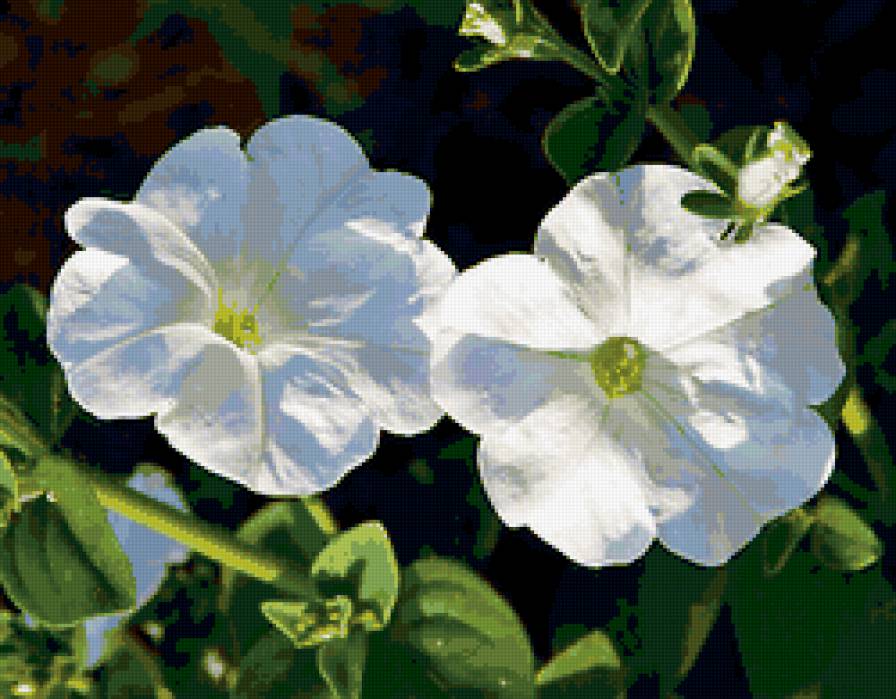 №66784 - цветы - предпросмотр