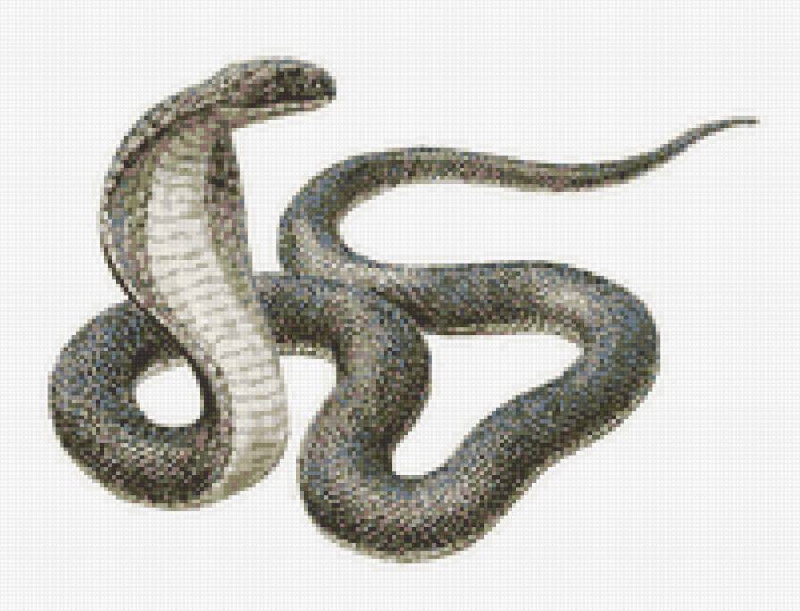 Змейка 2013 - предпросмотр