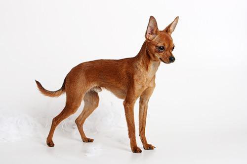 Той - собака - оригинал