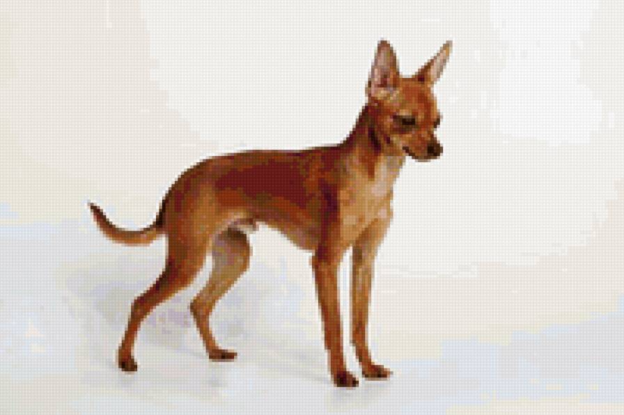 Той - собака - предпросмотр