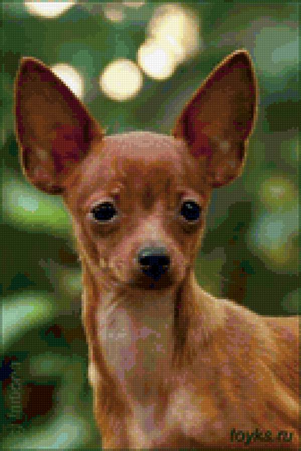 Той - собака - предпросмотр