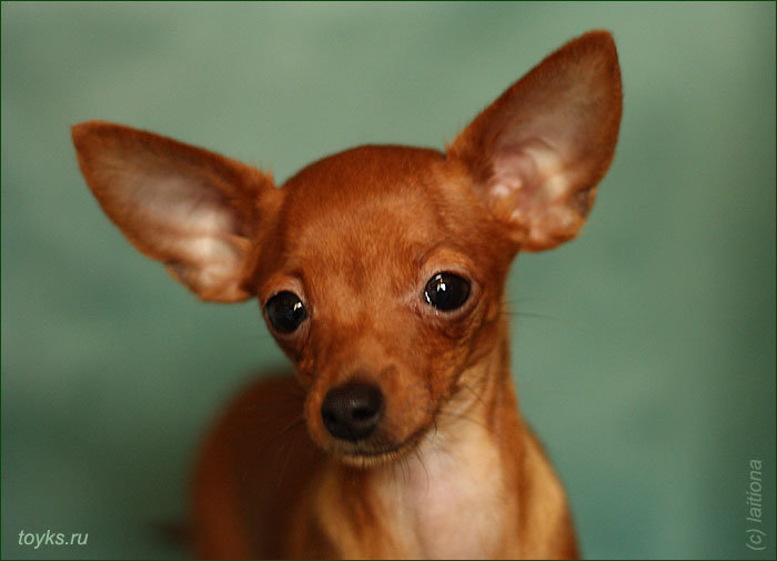 Той - собака - оригинал