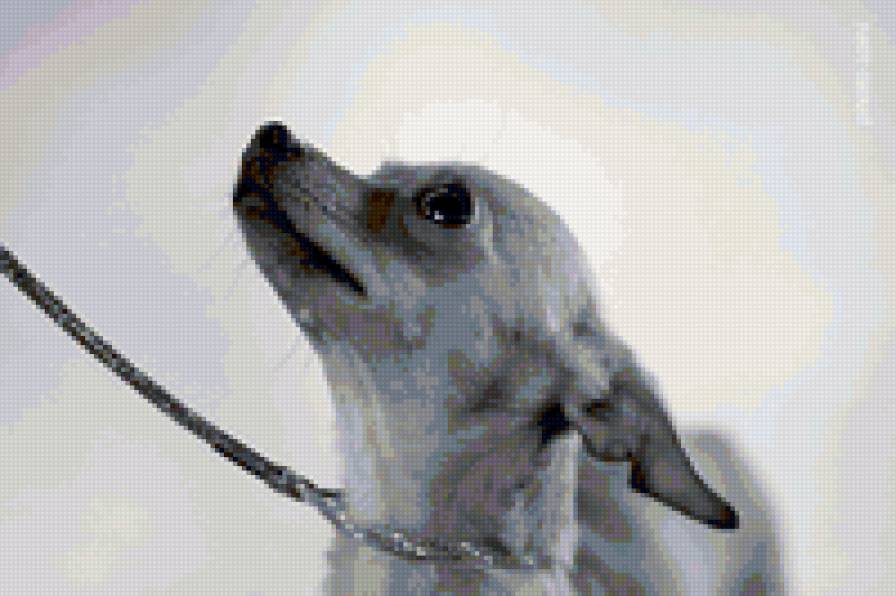 Той - собака - предпросмотр