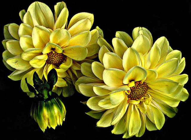 Цветы - цветы - оригинал