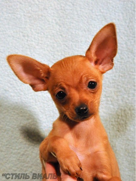 Той - собака - оригинал