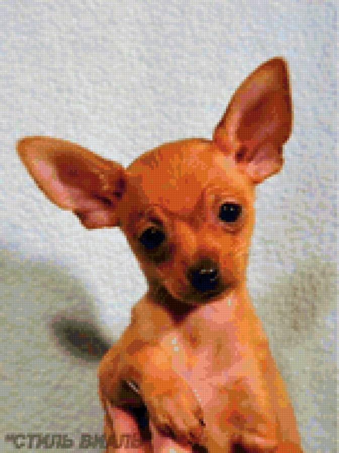 Той - собака - предпросмотр