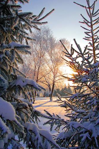 №66974 - лес, пейзаж, зима, природа - оригинал