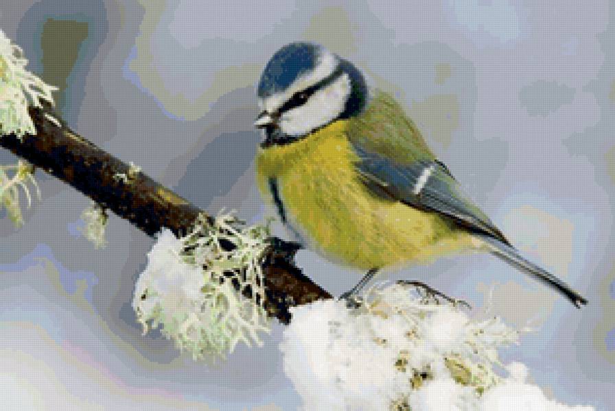 Синица - птицы, животные, природа - предпросмотр