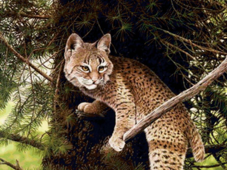 дикая кошка - дикие животные - предпросмотр