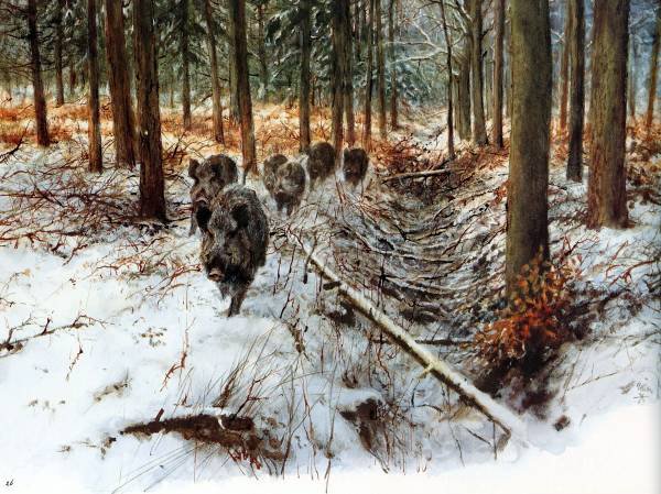 тропа кабанов - в лесу - оригинал