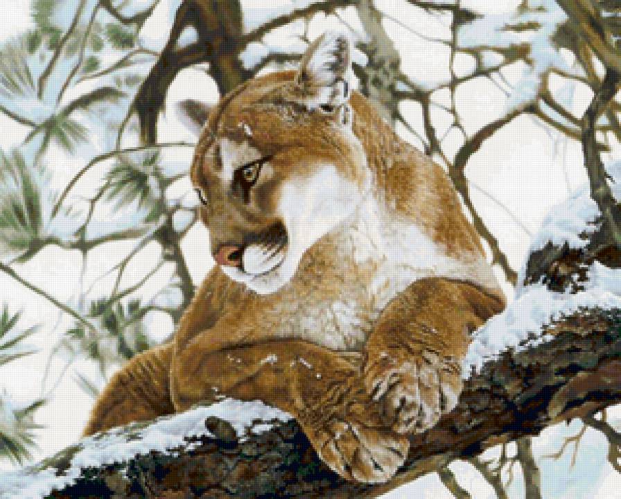 пума - дикие кошки - предпросмотр