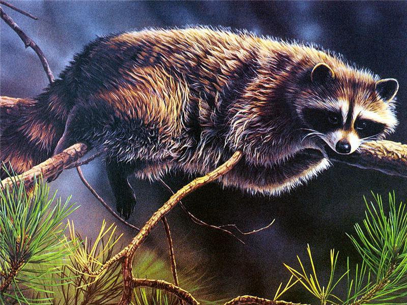 енот - в лесу - оригинал