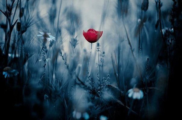 аленький цветочек - цветы, природа - оригинал