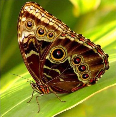 Бабочка - природа, животные - оригинал