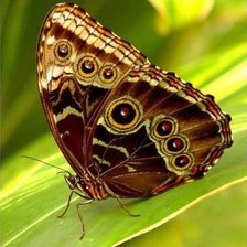 Схема вышивки «Бабочка»