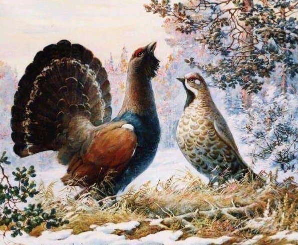Глухарь - картина, природа, птицы - оригинал