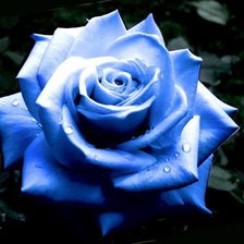 Схема вышивки «Синяя роза»