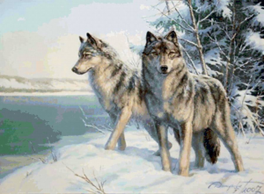 волки - в лесу, волки, животные - предпросмотр