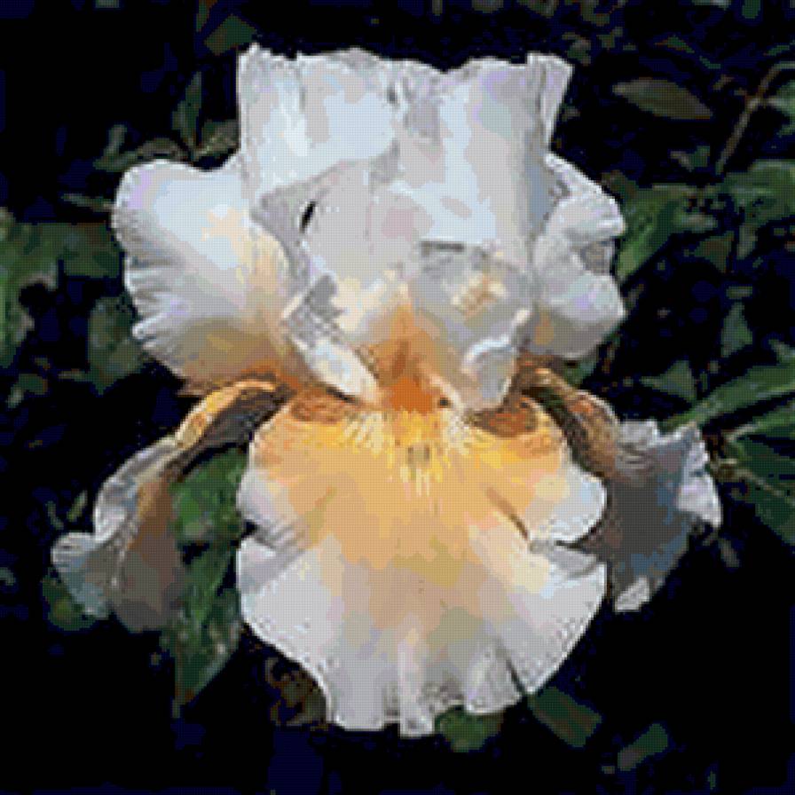 iris2 - ирисы, цветы - предпросмотр