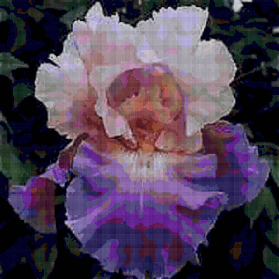 iris3 - ирисы, цветы - предпросмотр