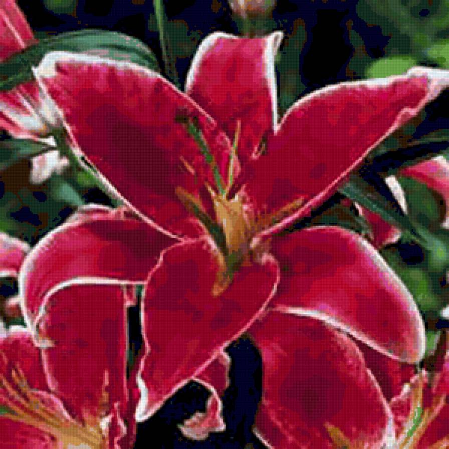 liliya5 - цветы, лилия - предпросмотр