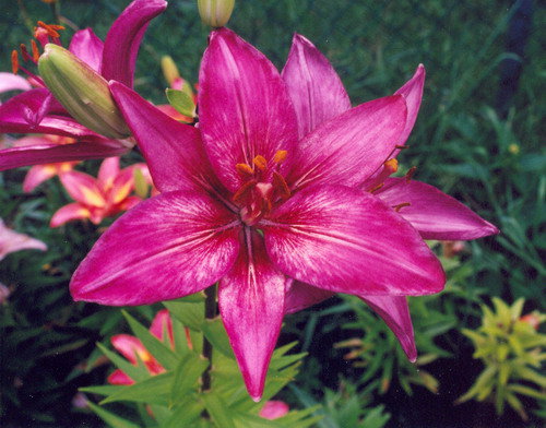 liliya7 - лилия, цветы - оригинал