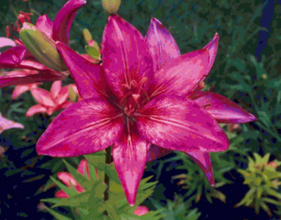 liliya7 - лилия, цветы - предпросмотр