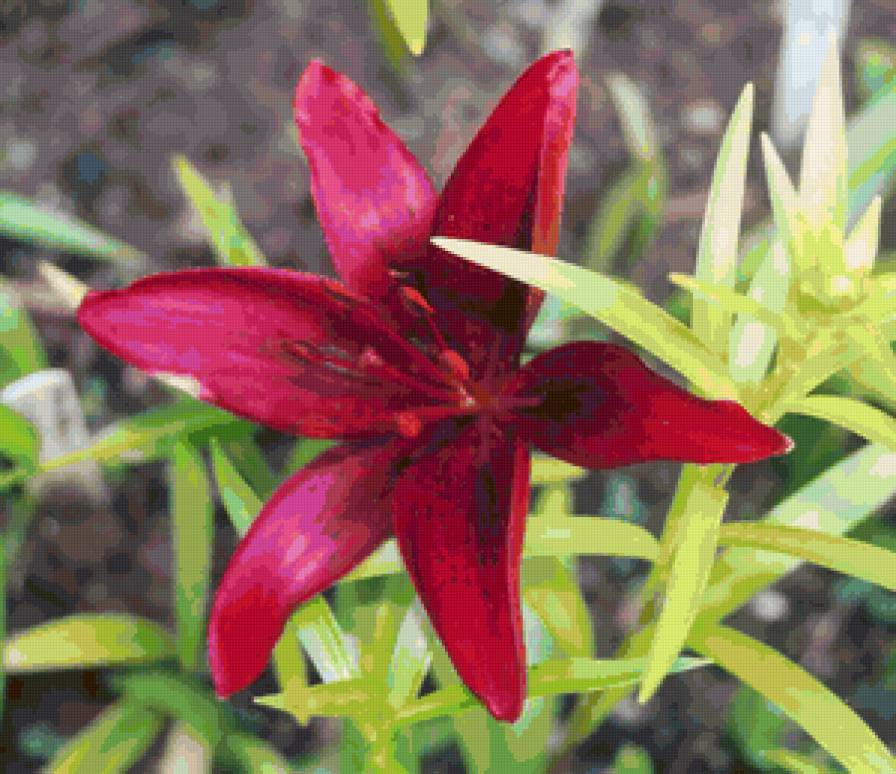 liliya8 - цветы, лилия - предпросмотр