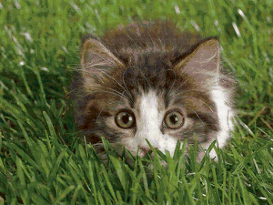 Котёнок в траве - кот, котенок, кошки - предпросмотр