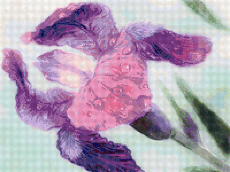 ирис - цветы - предпросмотр