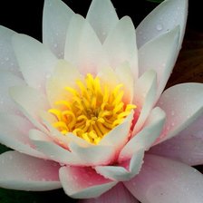 Схема вышивки «лилия»