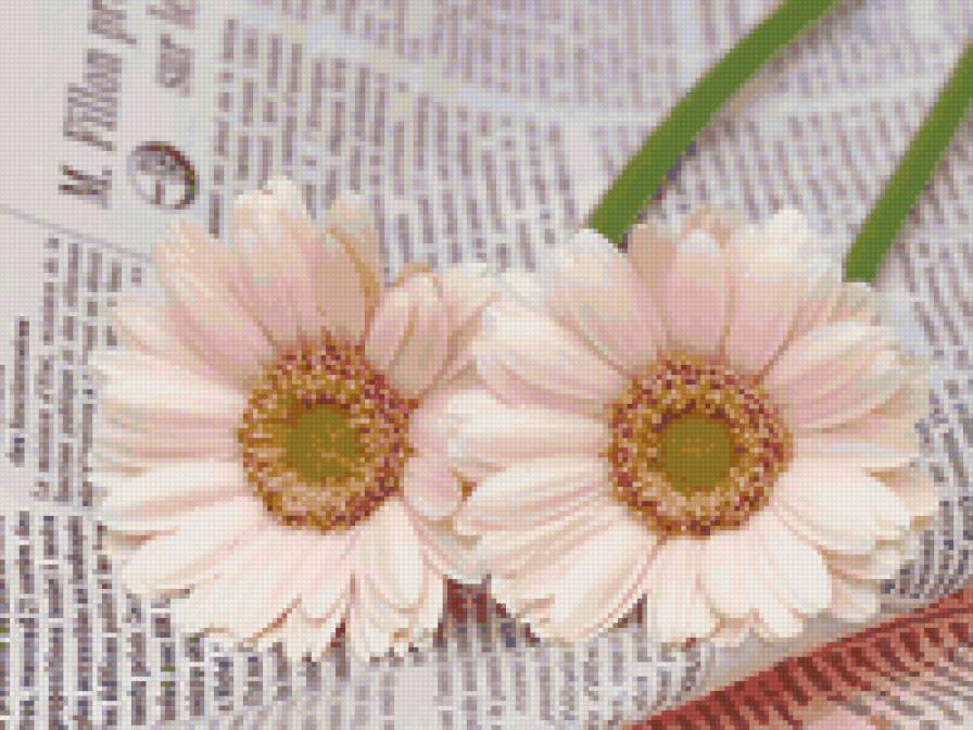 герберы - герберы, цветы - предпросмотр