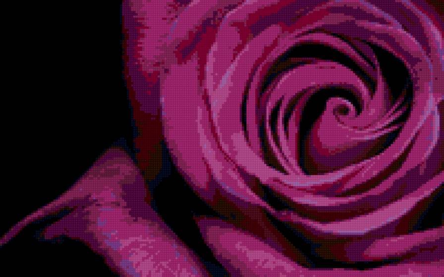 роза - роза, цветы - предпросмотр