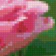 Предпросмотр схемы вышивки «розы» (№67435)