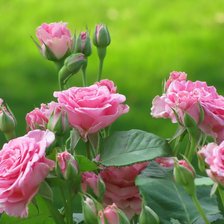 Схема вышивки «розы»