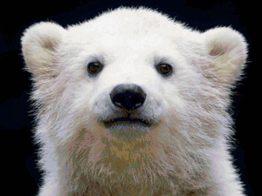 №67516 - животные, медведь, белы, подушка, картина - предпросмотр