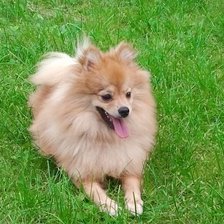 Схема вышивки «рикитос»