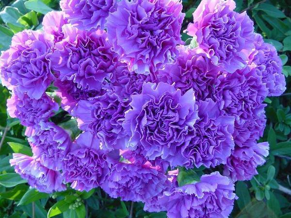 №67572 - цветы, картина, подушка - оригинал