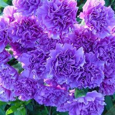 Схема вышивки «№67572»