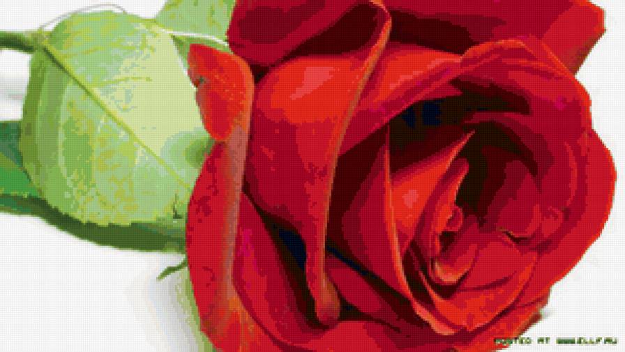 №67706 - красный, роза, цветы, картина - предпросмотр