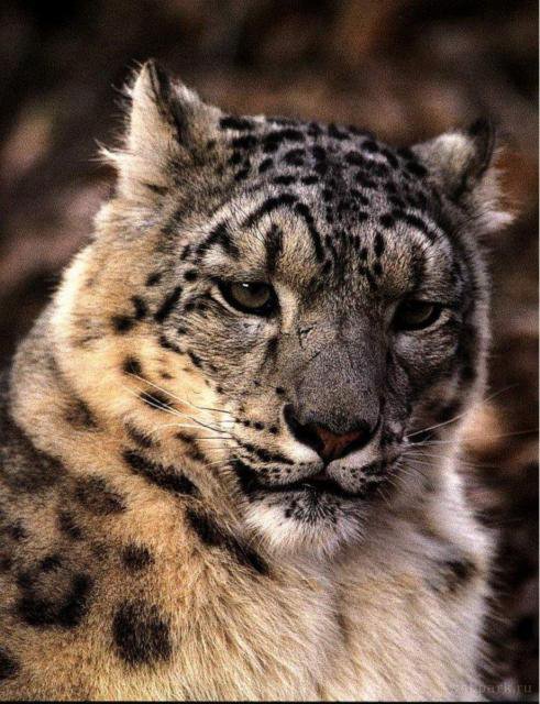 Барс - звери, природа, кошка, животные - оригинал