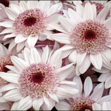 Схема вышивки «№67933»