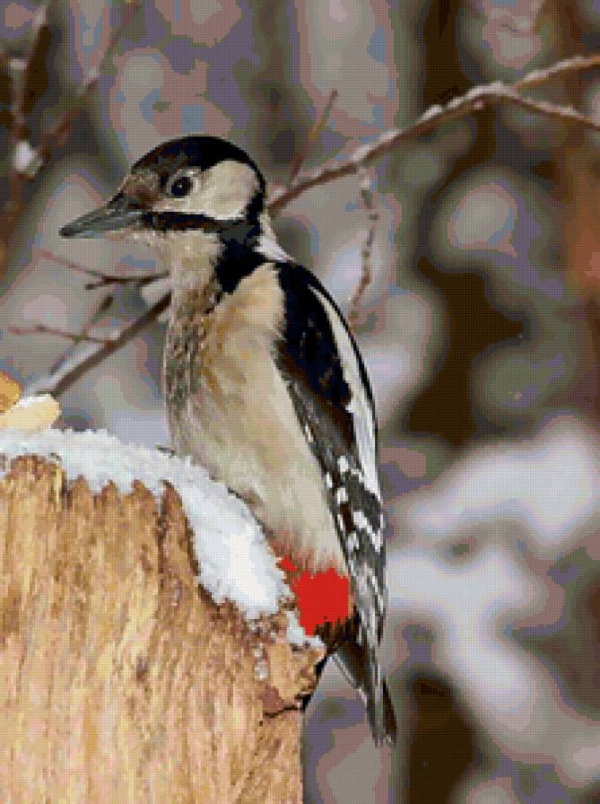 Дятел - животные, птицы, природа - предпросмотр