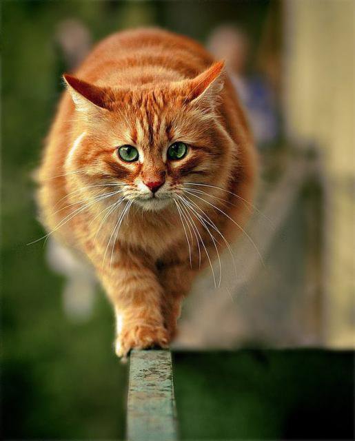 Рыжий - кошка, животные, звери - оригинал