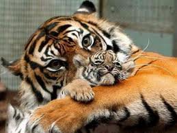 тигрица с тигренком - тигр, тигрица, семья, тигренок, нежность - оригинал