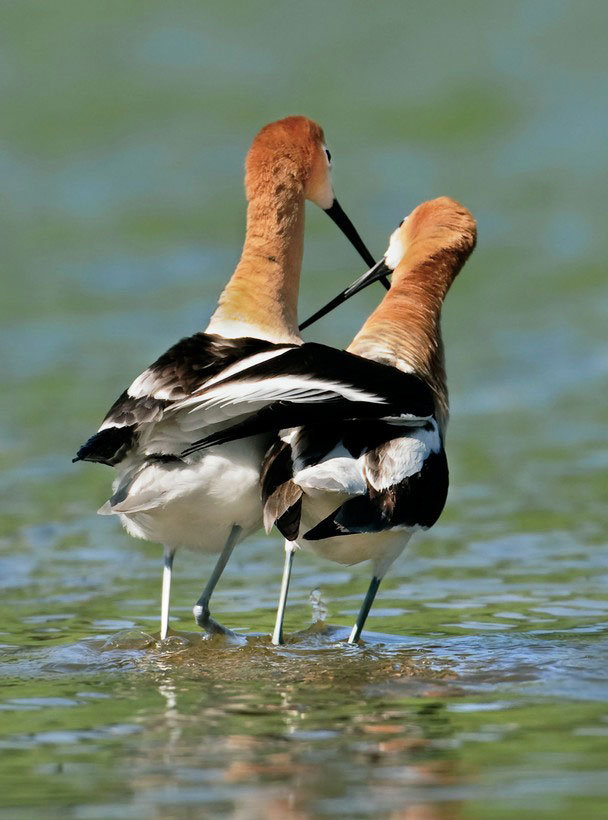 прогулка - птицы - оригинал