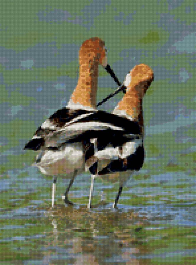 прогулка - птицы - предпросмотр