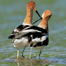 Схема вышивки «прогулка»